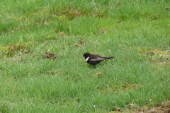 Ringtrost (Turdus torquatus)