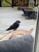 Kaie (Corvus monedula)