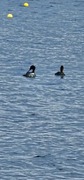 Siland (Mergus serrator)