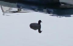Sothøne (Fulica atra)