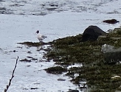 Hettemåke (Chroicocephalus ridibundus)