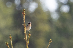 Buskskvett (Saxicola rubetra)