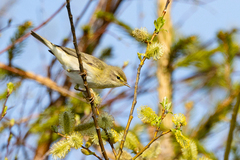 Løvsanger (Phylloscopus trochilus)