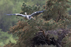 Gråhegre (Ardea cinerea)