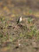 Steinskvett (Oenanthe oenanthe)