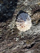 Albusnegl (Patella vulgata)