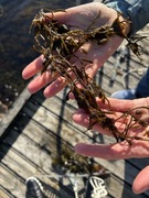 Japansk drivtang (Sargassum muticum)