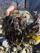 Hesteaktinie (Actinia equina)