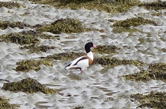 Gravand (Tadorna tadorna)