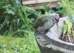 Gråspett (Picus canus)