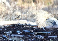 Heipiplerke (Anthus pratensis)