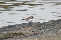 Sandlo (Charadrius hiaticula)