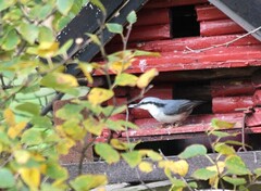 Spettmeis (Sitta europaea)