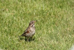 Rødvingetrost (Turdus iliacus)