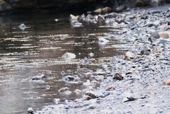 Storspove (Numenius arquata)