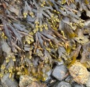 Blæretang (Fucus vesiculosus)