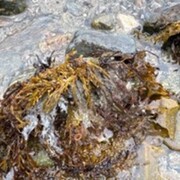 Brunalgar (Phaeophyta)