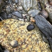 Strandsnegler (Littorina)