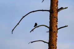 Stær (Sturnus vulgaris)