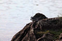 Linerle (Motacilla alba)