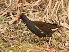 Moorhen (Gallinula chloropus)