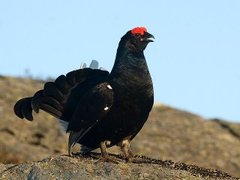 Black Grouse (Tetrao tetrix)