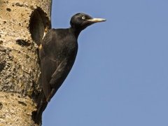 Black Woodpecker (Dryocopus martius)