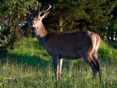 Hjort (Cervus elaphus)