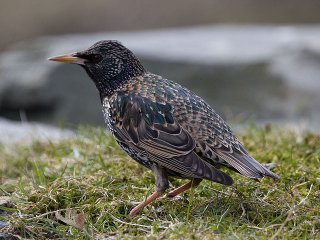 Stær (Sturnus vulgaris) Stær (Sturnus vulgaris)