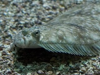 Flyndrefamilien (Pleuronectidae) Flyndrefamilien (Pleuronectidae)