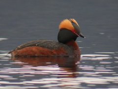 Horndykker (Podiceps auritus)