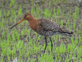 Svarthalespove (Limosa limosa)