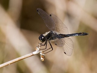 Svart høstlibelle (Sympetrum danae)