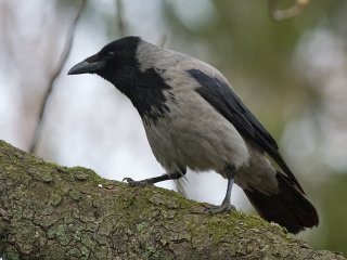 Kråke (Corvus cornix)