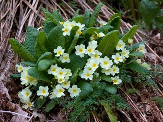 Kusymre (Primula vulgaris)