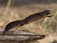 Storsalamander (Triturus cristatus)