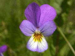 Stemorsblom (Viola tricolor)