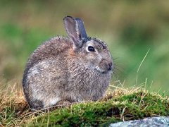 Rabbit (Oryctolagus cuniculus)