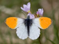 Aurorasommerfugl (Anthocharis cardamines)