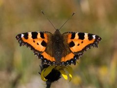 Small Tortoiseshell (Aglais urticae)