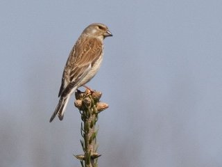 Tornirisk (Carduelis cannabina)