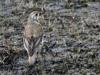 Duetrost (Turdus viscivorus) Duetrost (Turdus viscivorus)