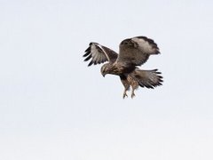 Fjellvåk (Buteo lagopus)