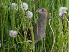 Corncrake (Crex crex)