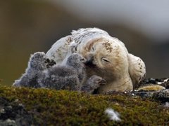 Snøugle (Bubo scandiacus)