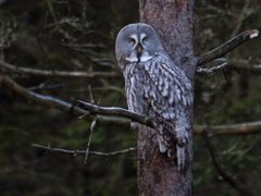 Lappugle (Strix nebulosa)