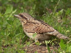 Eurasian Wryneck (Jynx torquilla)