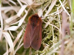 Ruby Tiger (Phragmatobia fuliginosa)