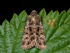 Nettnellikfly (Sideridis reticulata)