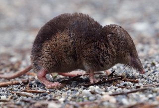 Krattspissmus (Sorex araneus)